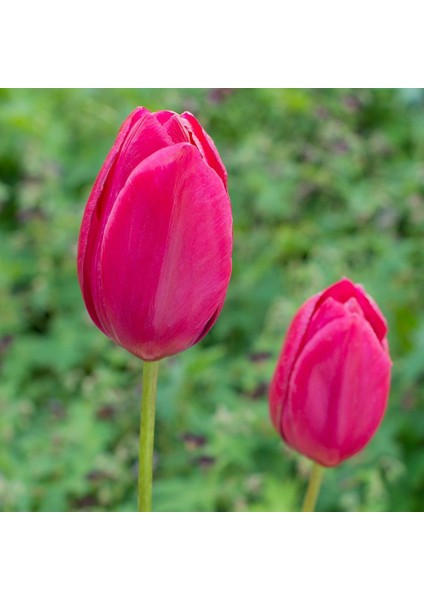 Sweet Rosy Lale Soğanı (5'li)