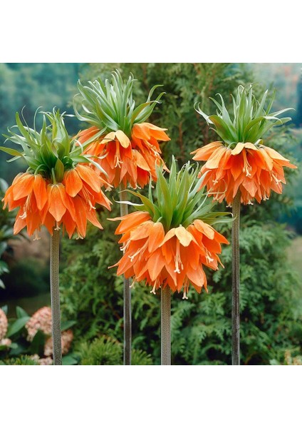 Turuncu Renkli Aurora Fritillaria Imperialis Ters Lale Soğanı (2'li)