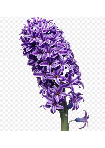 Atlantic Kristalim Yoğun Kokulu Sümbül Soğanı (3 Adet)