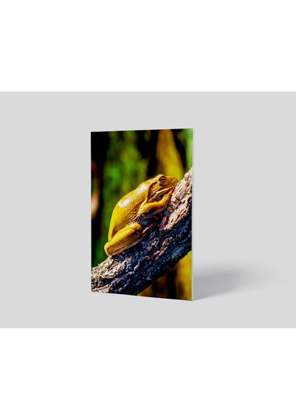 Blok Tablo | Frog 48×69 fiyatları