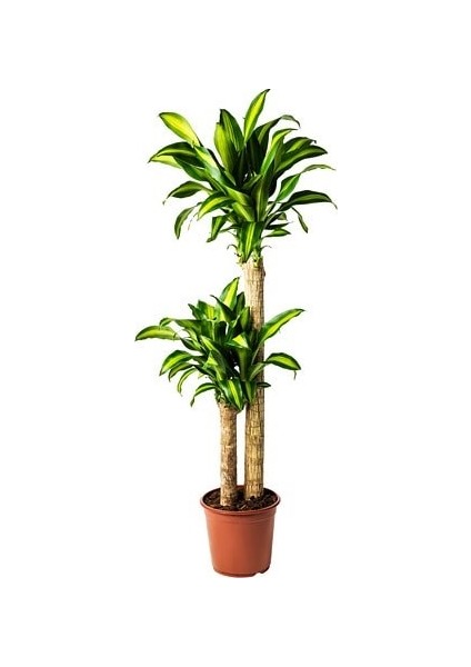Dracena Massengena 2'li Dekoratif Saksılı