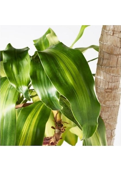 Dracena Massengena 2'li Dekoratif Saksılı fiyatları