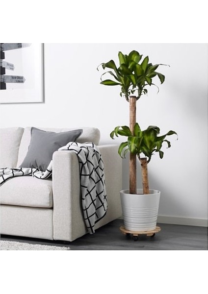 Dracena Massengena 2'li Dekoratif Saksılı modelleri