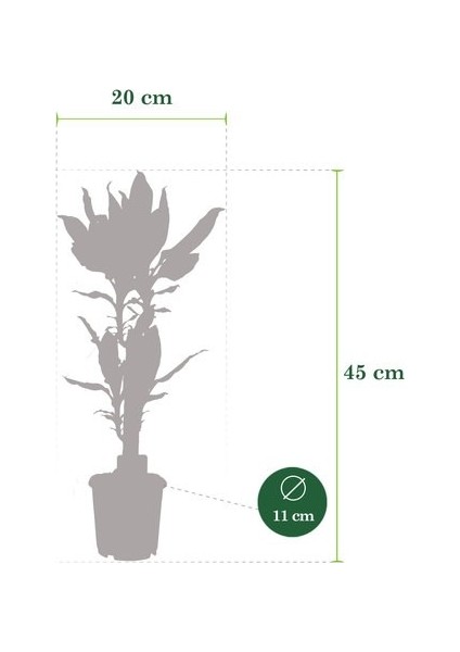 Dracena Massengena 2'li Dekoratif Saksılı fırsatları