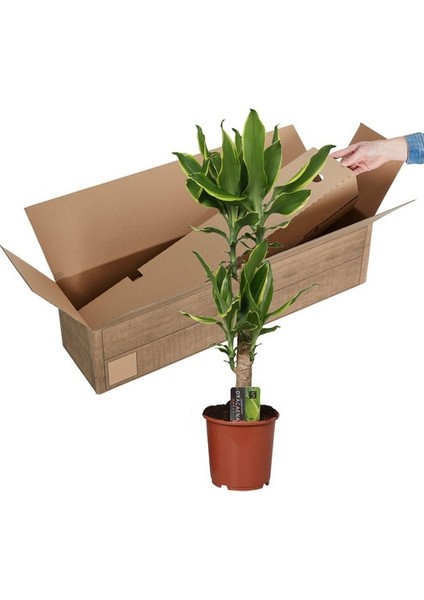 Dracena Massengena 2'li Dekoratif Saksılı indirimleri