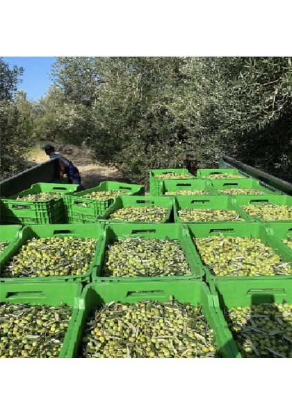 Çiftçiden Organik Market Çiftçiden Market  Erken Hasat- Saf Sızma Soğuk Sıkım Zeytinyağı 5 Litre