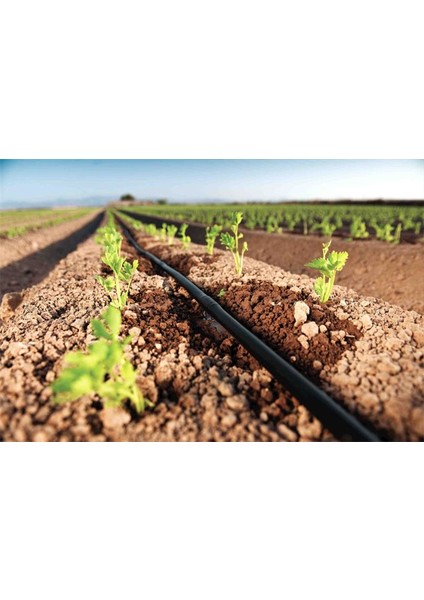 Kelebek Vana fırsatları