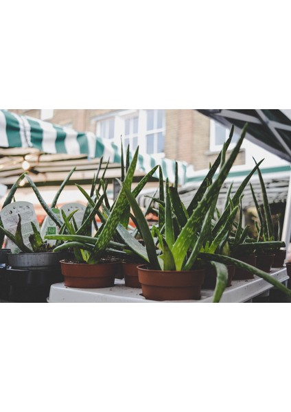 Aloe Vera
