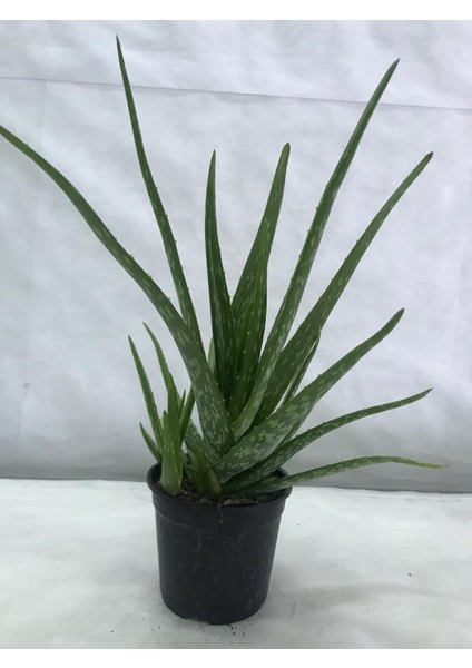 Aloe Vera fiyatları
