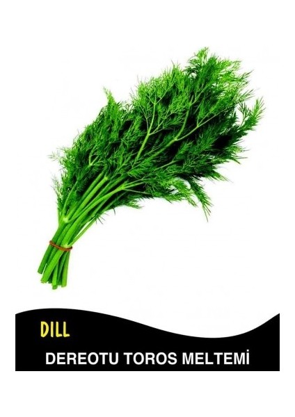 Yeşillik Tohum Seti (Maydanoz-Roka-Tere-Derotu) indirimleri