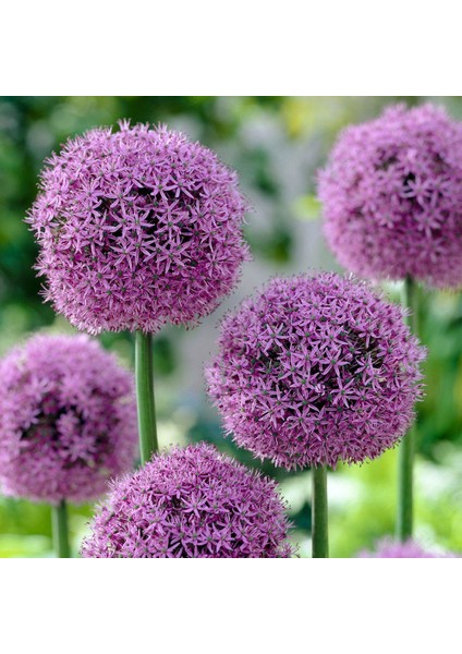 Mor Globemaster Tohumu