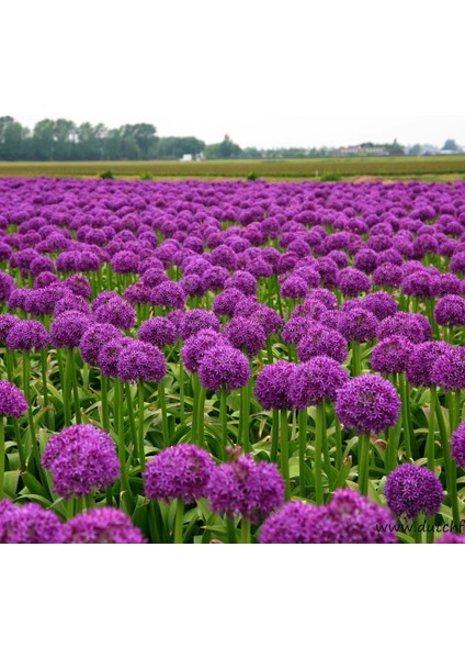 Mor Globemaster Tohumu fiyatları