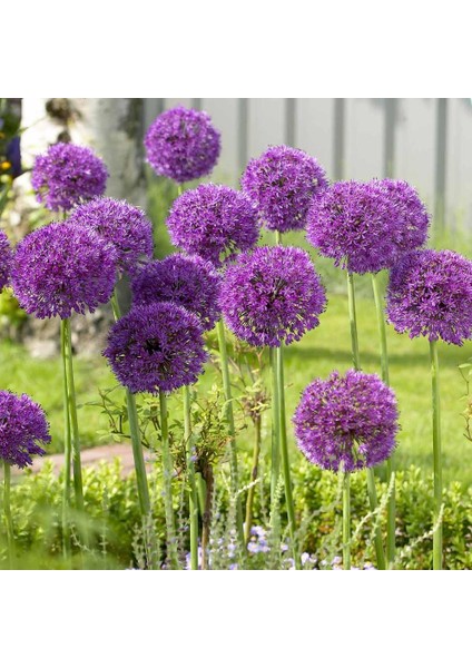 Mor Globemaster Tohumu modelleri