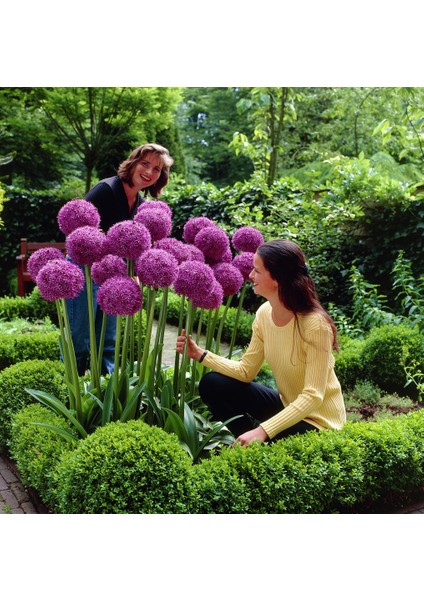 Mor Globemaster Tohumu fırsatları