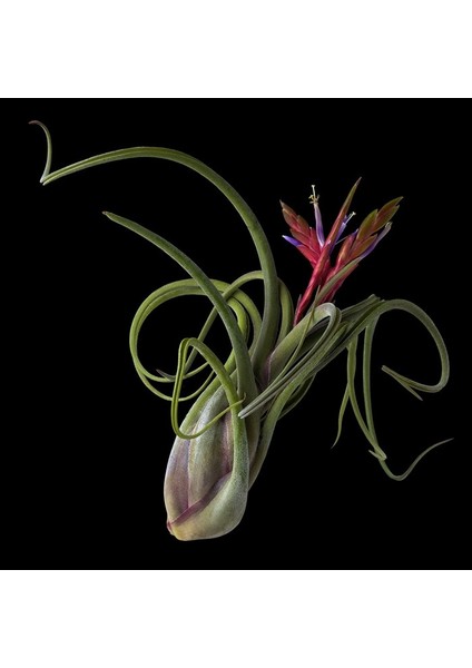 Hava Bitkisi Tillandsia Tohumu
