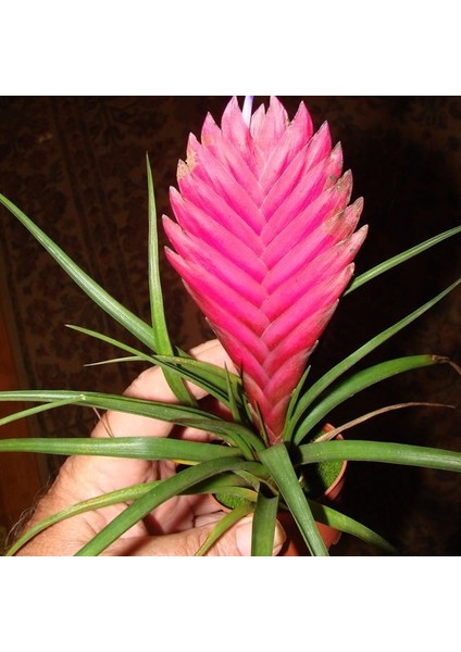 Hava Bitkisi Tillandsia Tohumu fiyatları