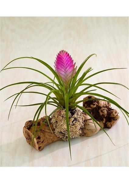 Hava Bitkisi Tillandsia Tohumu modelleri