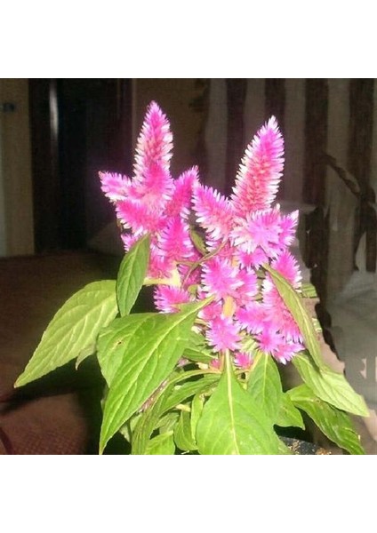 Pembe Flamingo Çiçeği Tohumu modelleri