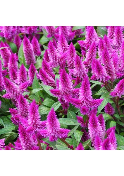 Pembe Flamingo Çiçeği Tohumu fırsatları