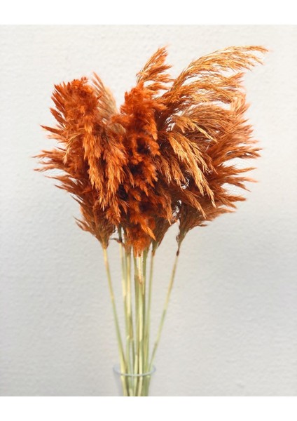 Pampas Kiremit