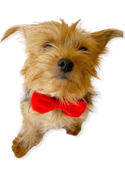 Red Red Köpek Papyonu Köpekler Için Papyon