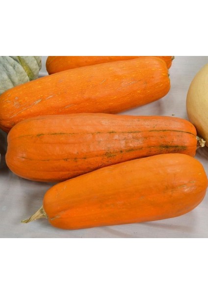 Yerli Bal Kabağı Tohumu (Uzun) 10 Ad