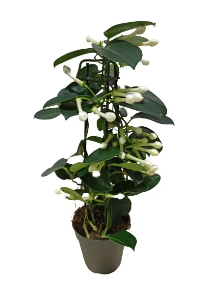 Bitki Fidanım Madagaskar Yasemini Stephanotis Çiçeği