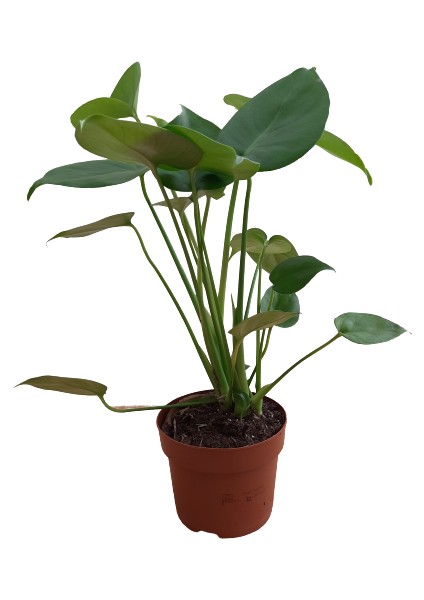 Monstera Deliciosa-Deve Tabanı