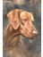 Kaymaz Dot Taban Yıkanabilir Dijital Baskı Masum Köpek Portresi Salon Halısı 80 x 100 2