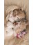 Kaymaz Dot Taban Yıkanabilir Dijital Baskı Kardeş Kediler Desenli Salon Halısı 80 x 100 2