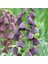 Mor Renkli Fritillaria Persica Ters Lale Soğanı (6'lı) 1