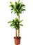 Dracena Massengena 2'li Dekoratif Saksılı 1