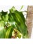 Dracena Massengena 2'li Dekoratif Saksılı 2