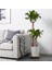 Dracena Massengena 2'li Dekoratif Saksılı 3