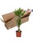 Dracena Massengena 2'li Dekoratif Saksılı 5