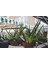 Aloe Vera 1