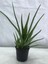 Aloe Vera 2