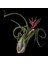 Hava Bitkisi Tillandsia Tohumu 1