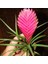 Hava Bitkisi Tillandsia Tohumu 2