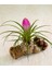 Hava Bitkisi Tillandsia Tohumu 3