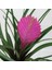 Hava Bitkisi Tillandsia Tohumu 4