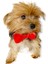 Red Red Köpek Papyonu Köpekler Için Papyon 1