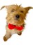 Red Red Köpek Papyonu Köpekler Için Papyon 3
