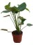 Monstera Deliciosa-Deve Tabanı 1
