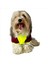 Bunny Bordo Fosfor Kapşonlu Sweat By Kemique Köpek Kazağı XL 5