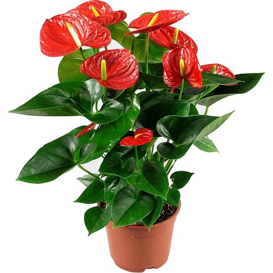 Renk Sepeti Ithal  Anthurium Flamingo - Antoryum