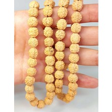 Yaşam Tohumu Açık Renk Süt Rudraksha Tohum Dizi 8-9mm Aralığı (Mala Yapımı Için) 108 Lik
