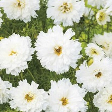 Zengarden Katlı Kozmos Çiçeği Tohumu Double Dutch White Cosmos