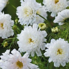 Zengarden Katlı Kozmos Çiçeği Tohumu Double Dutch White Cosmos