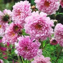 Zengarden Katlı Kozmos Çiçeği Tohumu Double Dutch Rose Cosmos